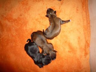 Tibet Terrier welpen