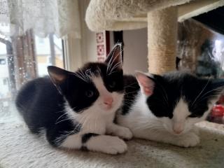 Katzenbabys schwarz-weiß zur baldigen Abgabe