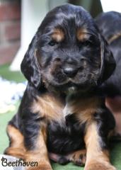 English Cocker Spaniel Welpen ab 4. Juli