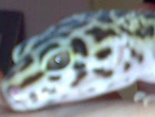 2 Leopardgeckos abzugeben gerne auch Tausch gegen Köpy o. ä.