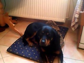 Rottweiler-Labrador Rüde zu verschenken