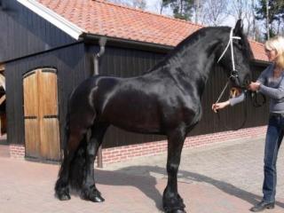 Traumpferd Friesenhengst