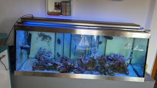 Meerwasser Aquarium 500 Liter inkl. alles an Zubehör