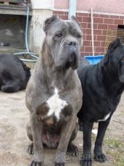 Cane Corso Hundebabys SLOVAKIA