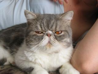 Exotic Shorthair - 5J. Kater sucht ein neues Zuhause