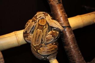 Boa constrictor Guyana abzugeben