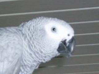 Suche Graupapagei 1. 0 ab 10 Jahre alt also erwachsen.