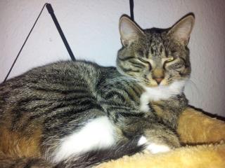 VERMISST Tigerkatze aus Dormagen