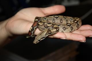 Boa Babys ENZ11 teilw. Laddertail