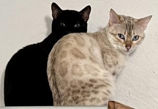 Bengal Katze reinrassig mit Stammbaum und Zuchtfreigabe