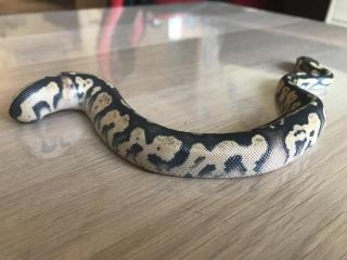Pastel Granite HDGW Enchi Fader het. Piebald female 2 python regius