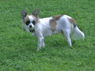 Chihuahua-Hündin