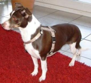 Jack russel zu verschänken