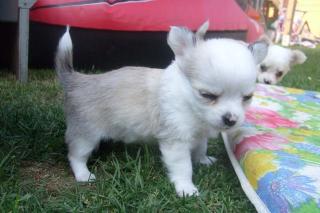 Chihuahuawelpe LH Rüde