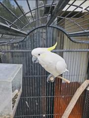 Junge kakadu Hahn mit Papieren