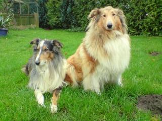 Verkaufe Colliewelpen