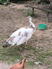 Pfau Henne Silverscheck
