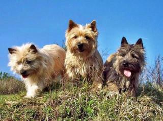 Cairn-Terrier Welpen von der Iburg. einfach super