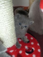 Reinrassige Bkh Kitten in blau