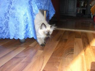 Wunderschöne Ragdoll-Kätzchen abzugeben