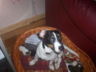 5 Monate alter Jack Russell Welpe abzugeben
