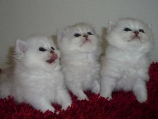 Wunderhübsche Exotic Shorthair Babys