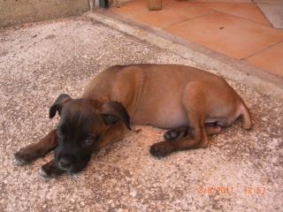 Cane Corso Welpe