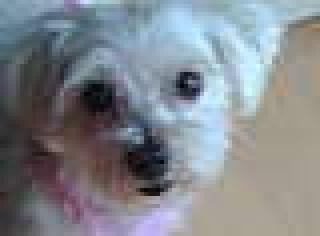 Hundesalon 4 Pfoetchen
