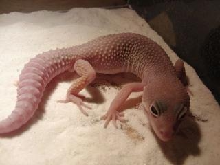 LEOPARDGECKOS 1. 2
