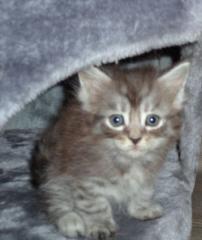 Main Coon Kitten