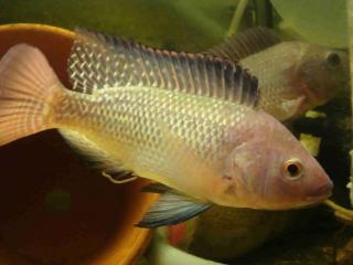 Tilapia Niltilapia Oreochromis niloticus