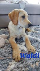 Unsere süßen Labrador Welpen