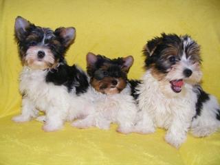 Bildhübsche Biewer-Yorkshireterrierwelpen, Mädchen