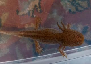 Aquarium 250l mit 2 Axolotl