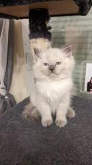 Ragdoll Kitten