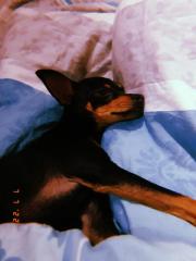 Russkiy Toy Terrier Mädchen Welpe