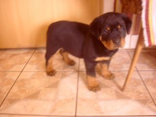 Rottweiler Welpen 1. Klasse