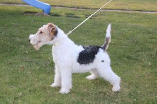Drahthaar Foxterrier Welpe. Rüde.