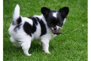 Mini Kurzhaar Chihuahua welpe