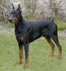 Verkaufe Dobermannrüde