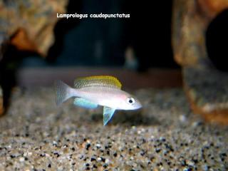 Lamprologus caudopunctatus Tanganjika