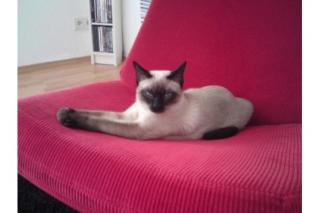 Die ideale Katze Heilige Birma - / Thai-Kätzchen
