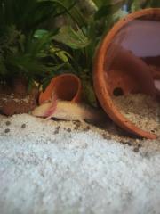 Axolotl jungtiere suchen ein neues Zuhause