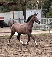 Jährlings/ Stute Warmblut von Clarcon