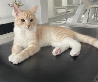 Kater abzugeben europäische Kurzhaar