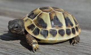 Griechische Landschildkröten Nzen abzugeben