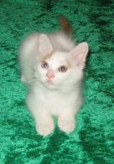 Türkisch Van Kitten weiblich und männlich