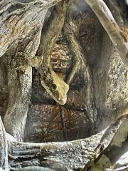 Faltengecko/ Ptychozoon Lionotum