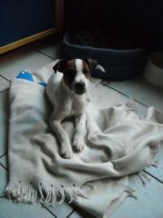 Jack Russel Welpe Rüde