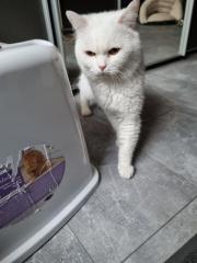 Reinrassiger BKH Deckkater